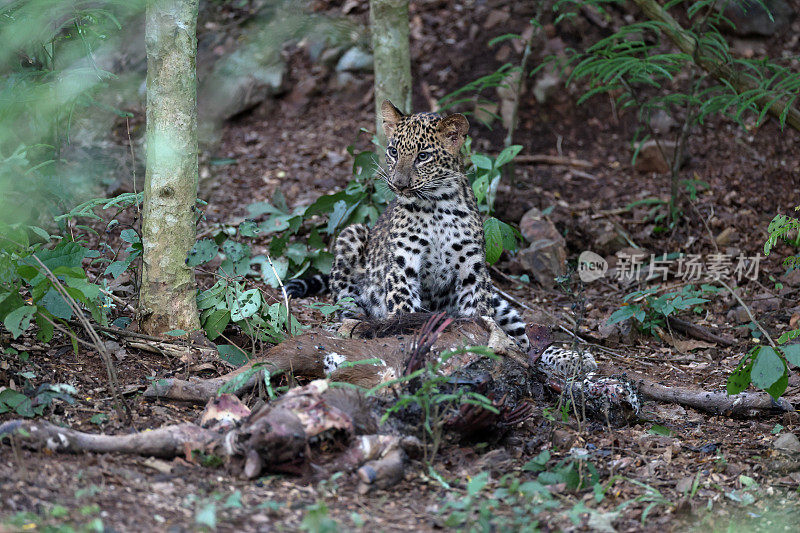 捕猎动物:亚成年豹(Panthera pardus)